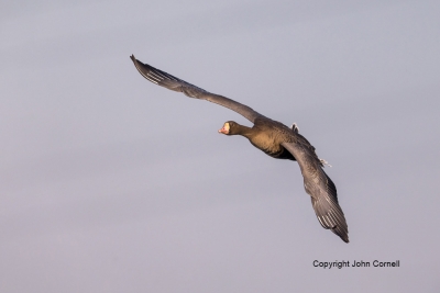 Anser-albifrons;Flying-Bird;Greater-White-fronted-Goose;One;Photography;White-fr